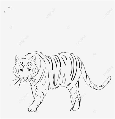 Tiger Drawing Vector Art PNG, Tiger Drawing Vector Illustration White ...