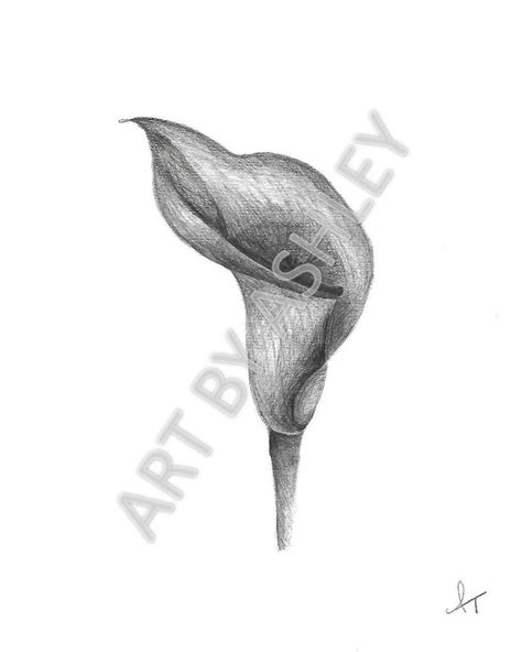 Calla Lily Pencil Drawing at PaintingValley.com | Explore collection of ...