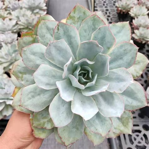 Look this big guy! : r/succulents