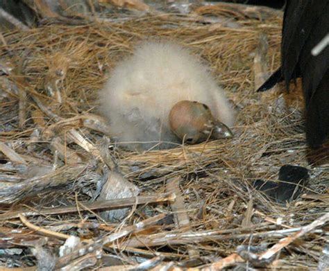 California condor | San Diego Zoo Kids