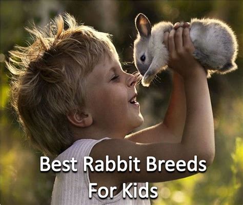 Best rabbit breeds for kids | Rabbit breeds, Animals for kids, Easy pets