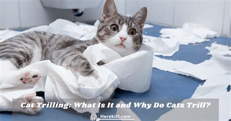 Cat Trilling: What Is It and Why Do Cats Trill? - HereKitt.com