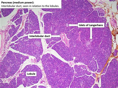 Histology Of The Pancreas