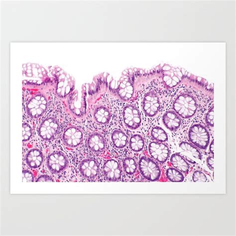 Gut Histology Art Print in 2023 | Art prints, Society6 art, Print