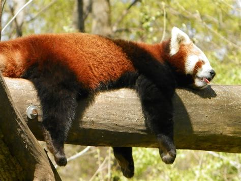 The not so red, and not so panda, red panda – BIOL420 @UNBC – Animal Behaviour