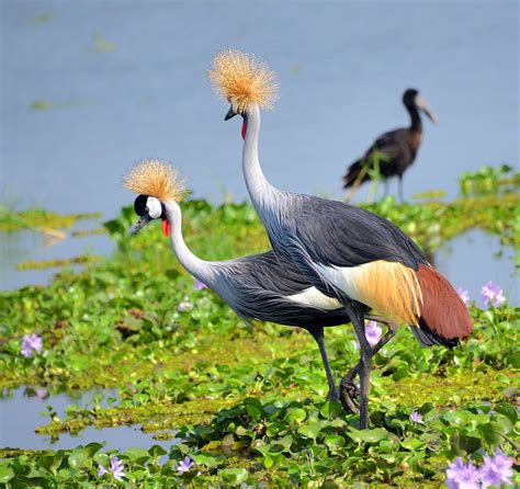 Uganda's Prestigious National bird- the Grey Crowned Crane -Uganda ...