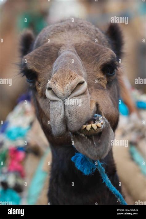 Funny Camel face in Morocco Stock Photo - Alamy