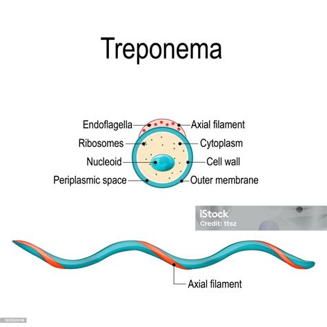 Structure Of Treponema Stock Illustration - Download Image Now ...