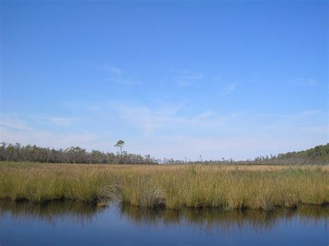 Tidal Freshwater Marsh | FWS.gov