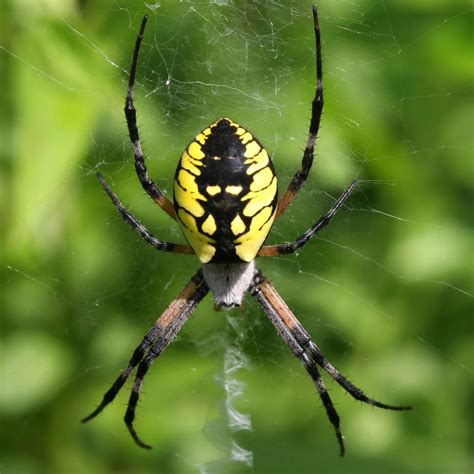 The 17 Common Spiders Found in Quebec! (ID Guide) - Bird Watching HQ