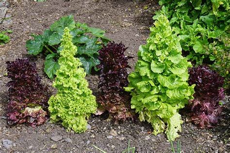 Romaine Lettuce Plant Growing Tall Online Website | dpise2022.dps.uminho.pt