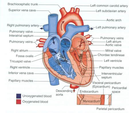 labeled heart diagram