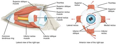 Vision | Anatomy and Physiology I