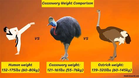 Cassowary Size Explained & Compared Ostrich, Emu, Human