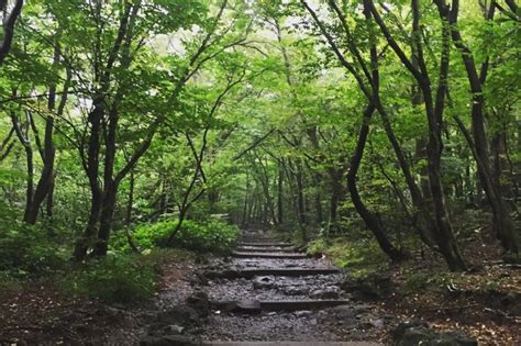 Hallasan National Park [UNESCO World Heritage] | 한라산국립공원 [유네스코 세계자연유산] : TRIPPOSE