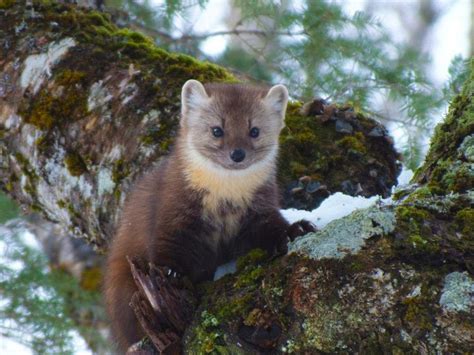 Tongass National Forest News, Articles, Stories & Trends for Today