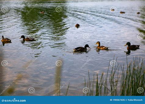 Ducks swimming in the pond stock image. Image of newborn - 190567435