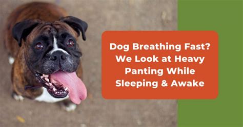 Dog Breathing Fast? Heavy Panting & Shallow Breathing Causes