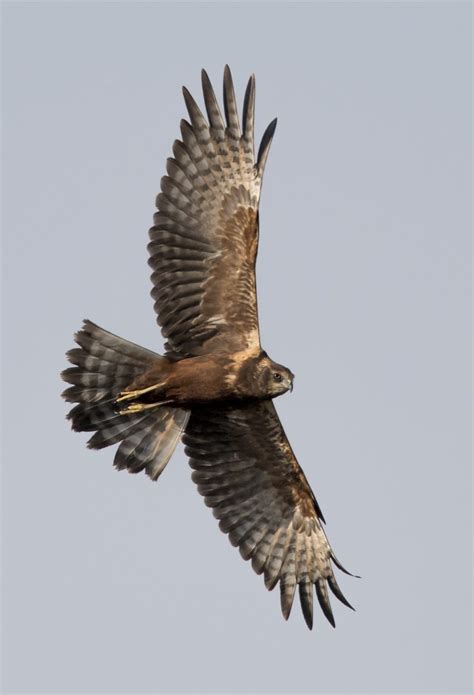 African Marsh Harrier | Flying Bird | Birds of Prey