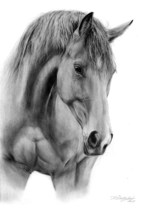 Realistic Pencil Realistic Horse Drawing - Drawing Word Searches