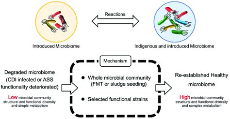 Microbial therapeutics for re-establishment of a healthy microbiome ...