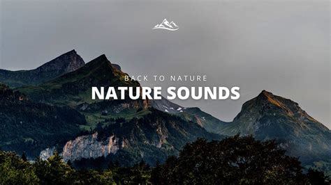 Back to NATURE / Sounds of NATURE / PEACEFUL Sounds. - YouTube