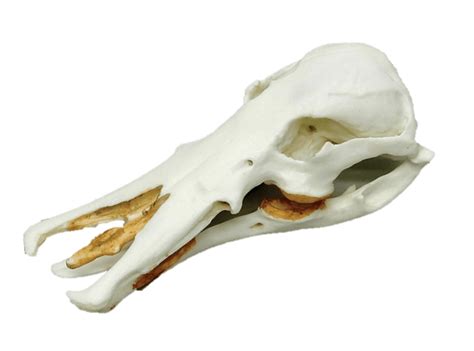 Platypus Skull - The Expedition Project