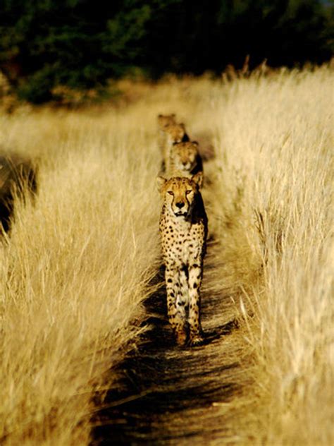 Hunting Cheetah