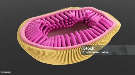 Influenza Virus Showing The Structure Of The Influenza Virion Stock Photo - Download Image Now ...