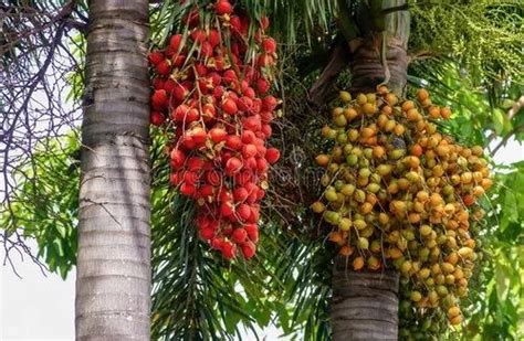 Areca Nut at Rs 800000/tonne | areca nut in Anantapur | ID: 25563536291