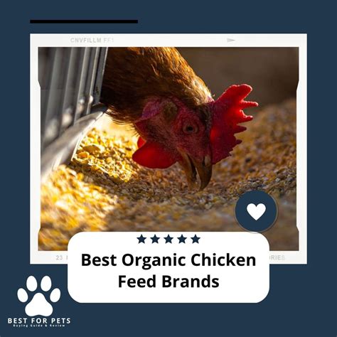 The 7 Best Organic Chicken Feed Brands - BestForPets.org