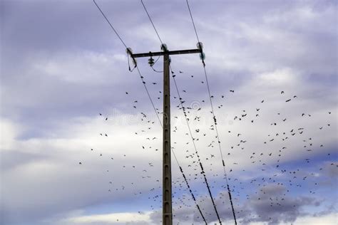 Birds on Telephone Lines, Gathered in Large Groups Stock Photo - Image of blue, travel: 218769890