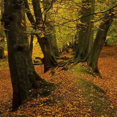 Ashridge Forest Path, Herts, England | Autumn views (7 of 9) - a photo on Flickriver