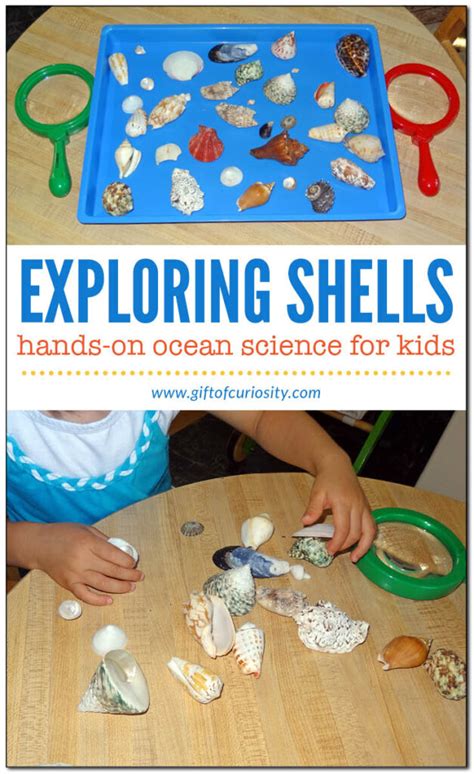 Shell activities for kids - Gift of Curiosity