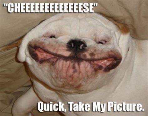 37 Funny Animal Memes That Will Have You Laughing Out Loud