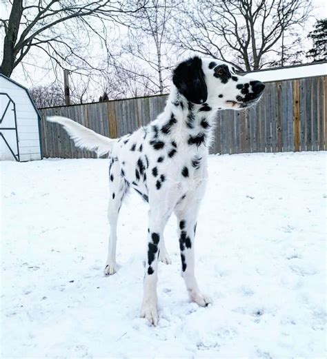 Dalmatian Colors: Do Dalmatians Only Have Black Spots?