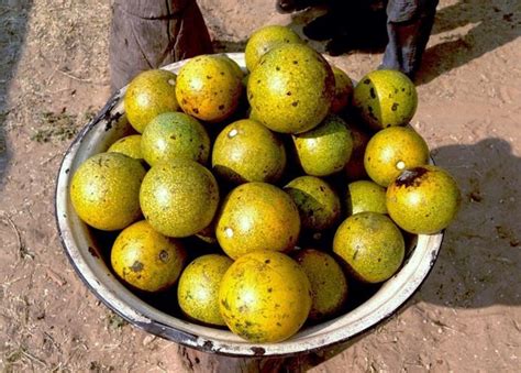 Have you ever seen a Monkey Orange Fruit in Namibia?