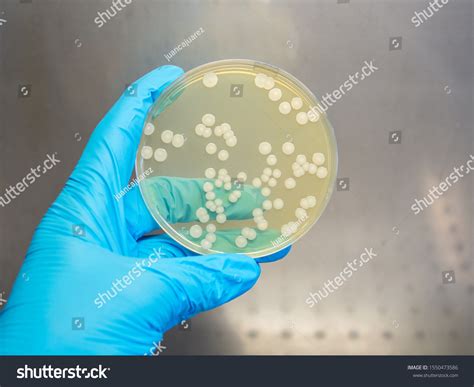 20 Petri Dish Cartoon Stock Photos, Images & Photography | Shutterstock