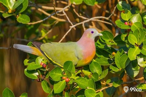 6 Rekomendasi Makanan Burung Punai Peliharaan agar Sehat