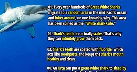 43 Sharp Facts About Nature's Perfect Hunter - Sharks - Fact Republic