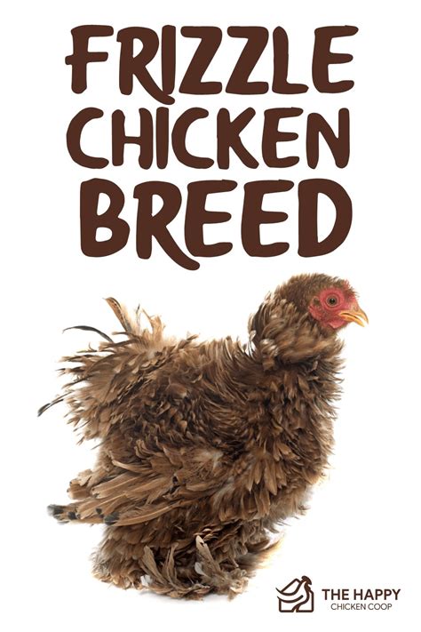 Frizzle Chicken: Breed Profile, Care Guide and More…