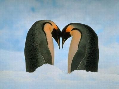 Of Animal Love: Penguin Love: Together Forever!