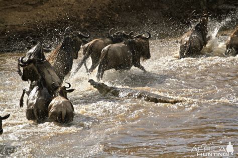 Blue Wildebeest River Crossing Tanzania | AfricaHunting.com