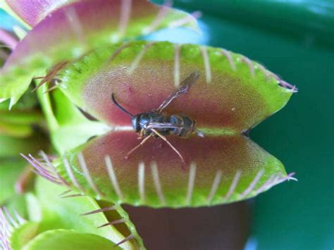 Potted-Insectivorous-Plant-Seeds-Dionaea-Muscipula-Giant-Clip-Venus-Flytrap-Seeds-50pcs-bag ...