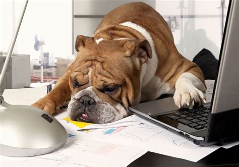 Bringing pets to work makes employees happy, more productive | Pittsburgh Post-Gazette