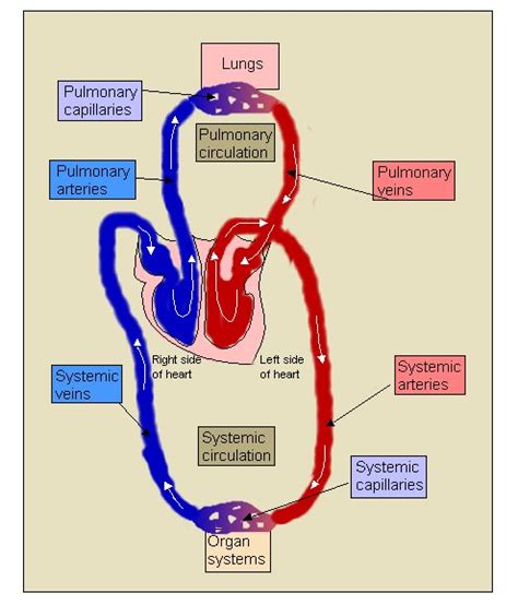 Structure and function of the heart - Biology Notes for IGCSE 2014