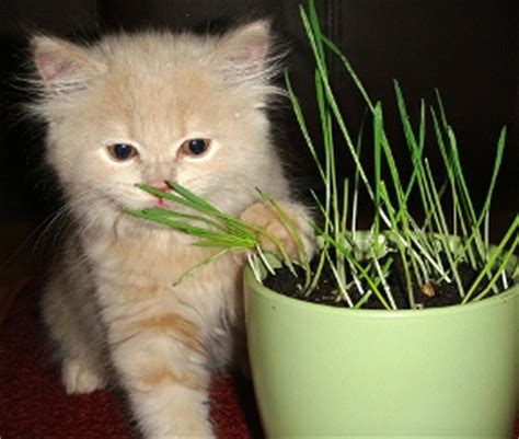 Tahukah Kamu, Kucing Makan Rumput Loh ! - Blog Primaindisoft