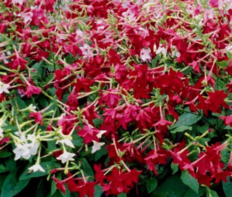 Flowering Tobacco Nicotiana Alata Seeds