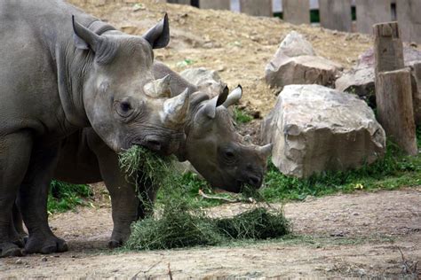 For black rhino, zoo diet might be too much o | EurekAlert!