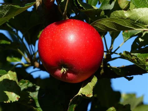 red apple tree free image | Peakpx